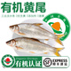 太湖?！居袡C淡水魚(yú)】南都湖河鮮 三去生鮮魚(yú)類(lèi)海鮮水產(chǎn) 有機鲴魚(yú)黃尾（500g/袋*5袋）