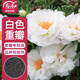 壽禾太陽(yáng)花種子苗重瓣家庭盆栽種植花卉種籽 白色太陽(yáng)花種子約2萬(wàn)粒