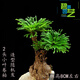 馨音吸水石植物苔蘚卷柏附石菖蒲盆景假山水陸缸雨林造景專(zhuān)用綠植 小葉卷柏2頭一棵 不含盆