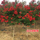 苗彩園藝 美國紅火箭紫薇苗 百日紅花苗天鵝絨紅火球紫薇花樹(shù)苗小苗盆栽庭院景觀(guān)風(fēng)景樹(shù)苗經(jīng)濟林苗園林綠化 紅火球紫薇 2.5公分粗【成活率高】