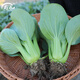 壽禾油菜種子矮腳上海青梗菜蔬菜小白菜快菜秋季壽光蔬種籽四季青菜 【口感】高柳上海青種子25g