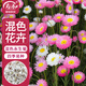 壽禾 永生菊花種子苗四季種植景觀(guān)盆栽花草籽 混色永生菊種子約2000粒