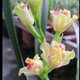 蘭花濃香型蓮瓣蘭蘭花苗盆栽花卉好養(yǎng)綠植建蘭四季蘭夏帶花苞盆景 四季彩云追月(拍多件發(fā)連體苗) 不含盆
