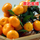 顏怒正宗嫁接砂糖橘子樹(shù)苗無(wú)籽蜜橘樹(shù)苗盆栽地栽果樹(shù)苗南方北方種植 黃巖蜜桔 八年大苗 當年結果多多