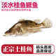 品鮮肴淡水魚生態(tài)桂魚鱖魚鰲花魚桂花季花魚自然捕獲鮮活現(xiàn)殺生鮮水產(chǎn) 凈膛后 250-300g（1條）小號桂魚