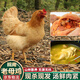 粗栗樹（CULISHU）皖南老母雞2年 土公雞1年 散養(yǎng)土雞 現(xiàn)殺現(xiàn)發(fā) 整雞凈膛  源頭直發(fā) 老母雞1只