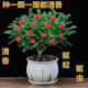 【驅(qū)蚊草】清香木盆栽室內(nèi)花卉植物凈化空氣除甲醛綠植胡椒木 5年苗【當(dāng)年開花爆滿】+肥料 紅花清香木【驅(qū)蚊蟲】【凈化空氣