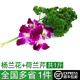 綠食者新鮮洋楊蘭花250g 法香荷蘭芹250g 酒店西餐火鍋擺盤裝飾花草材料