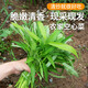 密農(nóng)人家新鮮空心菜 脆嫩爽口 農(nóng)家小青菜葉類菜 新鮮蔬菜 通心菜300g