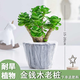 綠有意金錢木老樁多肉植物室內(nèi)盆栽花卉發(fā)財樹四季常青好養(yǎng)易活耐旱綠植 金錢木原色老樁【原盆原土】+肥