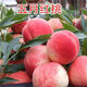 榆闊水蜜桃苗五月紅桃樹(shù)果苗嫁接桃樹(shù)苗特大南方北方種植當年結果 5年【結果苗多】