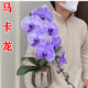 馬卡龍蝴蝶蘭帶花劍蝴蝶蘭大苗帶花苞盆栽蘭花客廳室內(nèi)外花卉植物 蝴蝶蘭2.5寸杯/6年大苗帶2個(gè)花劍