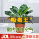 雙盟金鉆綠公主辦公室綠植盆栽吸毒王吸甲醛三棵原盆2盆裝源頭直發(fā)