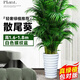 中夢(mèng)散尾葵植物盆栽客廳大型綠植室內(nèi)辦公室鳳尾竹盆景天堂鳥花卉 散尾葵高1.6-1.8米+螺紋盆