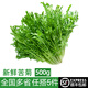 綠食者 新鮮苦菊500g 苦細(xì)葉 苦葉生菜 生吃西餐沙拉食材 健康輕食蔬菜