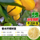 楸珞園香水檸檬樹(shù)苗盆栽地栽四季結果無(wú)核青檸檬苗室內庭院種植當年結果 香水檸檬苗 三年檸檬小苗
