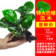 共度（Gong Du）魚缸造景莫斯沉木水榕活體無土植物懶人增氧真水草趴地矮珍珠陀草 特大巴榕沉木