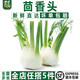 千牛優(yōu)福茴香頭500g 新鮮茴香根茴香球莖 西餐料理香料食材 500g