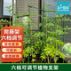 匠心綻放園藝支架四邊形60cm爬藤架番茄黃瓜種菜架子植物攀爬架17133