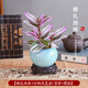 開時果 油畫婚禮吊蘭盆栽迷你小盆景 桌面禪意綠植物微景觀源頭直發(fā)包郵 油畫婚禮（淺藍(lán)盆+苔蘚+圓托）