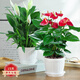 蝴蝶之舞紅掌盆栽植物室內(nèi)花卉綠植好養(yǎng)土培一帆風(fēng)順大盆好養(yǎng)活四季常青 （順心如意）組合【木桶盆】 栽好發(fā)貨