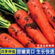 胡蘿卜種子三紅七寸紅胡蘿卜種籽室外菜地陽(yáng)臺(tái)盆栽秋播蔬菜蘿卜籽 紅胡蘿卜種子【1袋】約500粒