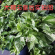 稀有品種大理石皇后大小葉銀斑葛泰國綠蘿白金葛網(wǎng)紅新款植物 大理石皇后綠蘿