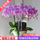 花藝灣鮮花同城配送蝴蝶蘭盆栽帶花年宵花生日禮物開(kāi)業(yè)喬遷暖居全國花店 10株粉色蝴蝶蘭盆栽