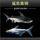 樂淘逸寵樂淘逸寵淡水鯊魚活體熱帶觀賞魚大型虎頭鯊龍魚配魚 23-25cm藍鯊1條發(fā)順豐