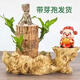 綠有意巴西木水養(yǎng)幸運(yùn)木開花格魯特小樹人綠植盆栽室內(nèi)水培好養(yǎng)植物巴旦 巴西木10CM高+樹根盆+格魯特+1個 含盆