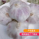 綠亞夢(mèng)大蒜新干大蒜干蒜蒜嫩蒜新紫白皮大蒜新鮮大蒜頭泡蒜腌蒜八蒜紅皮 3斤中果（精選新干蒜3.5-4.5cm)