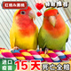 【會(huì )說(shuō)話(huà)愛(ài)情鳥(niǎo)牡丹鸚鵡】純手養高顏值親人上手黃桃綠桃寵物活體 稀有組合【綠桃+黃桃】15天保障