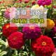 夕樹(shù)花晨百日草花種子重瓣大花四季開(kāi)花矮桿庭院景觀(guān)花海工程易活花種子 矮桿百日草混色1斤