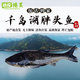 冰凌橙夏 正宗千島湖活魚(yú) 整條胖頭魚(yú)烏鰱魚(yú)鳙魚(yú)生鮮魚(yú)類(lèi) 5-30斤包活到家 5斤一條活魚(yú)