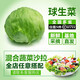 千牛優(yōu)福球生菜500g 新鮮蔬菜沙拉食材煎餅漢堡球形西生菜圓生菜