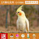 朗繽 鸚鵡活體鳥活物虎皮鸚鵡幼鳥玄鳳寵物鳥說話鳥雛鳥活體 黃化玄風(fēng)1只