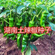 湖南超辣辣妹子 土辣椒種子 青椒紅椒干椒高產(chǎn)春季四季蔬菜 湖南土辣椒種子簡裝 100粒