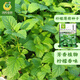 鳳鳴雅世  食用薄荷種子多年生驅蚊草種子特菜香薄荷四季播種陽(yáng)臺盆栽菜 檸檬薄荷種子1000粒