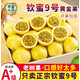 顏曼箐百香果欽蜜9號(hào)黃金百香果廣西新鮮水果整箱純甜大果產(chǎn)地直發(fā) 品質(zhì)果 單果60-80g 凈重5斤裝