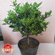 蝴蝶之舞 四季梔子花綠植盆栽濃香型濃香花卉獨(dú)桿小葉梔子花帶花苞好養(yǎng)活 小葉獨(dú)桿梔子花中盆 不含盆
