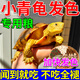 奈寵小青龜發(fā)色糧黃緣龜黃喉飼料側頸龜擬水龜幼龜增黃吃的食物開口糧 （6cm以下小龜） 250g 1罐 上浮型
