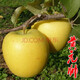 葉之靜 嫁接蘋(píng)果苗 冰糖心蘋(píng)果樹(shù)苗庭院種植盆栽蘋(píng)果苗當(dāng)年結(jié)果 黃元帥4年苗 70cm(含)-89cm(含)