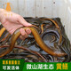 貓撲魚(yú)（mao pu yu） 微山湖生態(tài)黃鱔 鮮活現殺去骨  鱔魚(yú)鱔絲鱔魚(yú)段鱔魚(yú)片活體長(cháng)魚(yú)去骨 微山湖黃鱔 3-5條/斤（黃鱔切段）