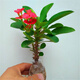 優(yōu)觀(guān)虎刺梅花卉大葉虎刺梅盆栽鐵海棠大花紅色老樁多季開(kāi)花室內陽(yáng)臺庭 大花大葉老樁獨桿約(25厘米)