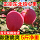 喀蔻東北雞心果新鮮水果錦繡海棠果小蘋(píng)果新鮮現摘應季水果整箱 5斤大果  果專(zhuān)用箱-蕞劃算 順豐  單果40mm以上