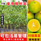 芥圃柑橘樹(shù)苗 官方旗艦  嫁接砂糖橘樹(shù)苗地栽帶盆帶果桔子盆栽果樹(shù)苗 皇帝柑苗【帶土帶葉發(fā)貨】 3年苗 高度：80公分左右