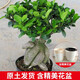 盆栽  榕樹(shù)  四季常青耐寒榕樹(shù)造型樹(shù)樁盆景苗室內植物人參榕小葉榕樹(shù)盆栽綠植 盆景大榕樹(shù) 不含盆