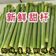 當(dāng)日現(xiàn)砍北方甘蔗甜桿當(dāng)季甜桿新鮮甜桿蘆中段甜高粱新鮮甜桿 兩斤嘗鮮切口會(huì)變紅