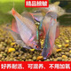 高體鳑鲏魚觀賞魚冷水魚原生魚七彩旁皮魚旁皮活體小型淡水魚好養(yǎng) 3-4厘米公母混搭15條包活12條