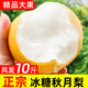 正宗秋月梨特大果碭山梨子水果新鮮10斤萊陽整箱禮盒裝冰糖羊脂梨 【特大果400克+】脆甜化渣 9斤